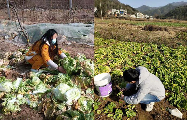 87978797威尼斯老品牌寒假“四个一”劳动教育活动 走向田间地头